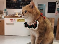 -Heymao猫咖.咖啡厅(东门店)