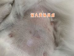 -灵美宠物诊所