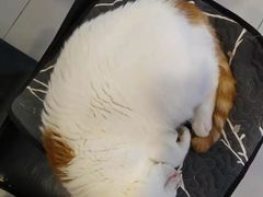 -平行世界·猫咖(首经贸店)