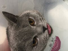 -宠福鑫康馨动物医院·骨科·眼科