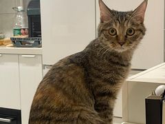 -北京观赏动物医院·24小时大型综合·猫专科·异宠专科