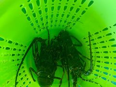 -蓝湾碧波·老字号·疍家非遗海上餐厅
