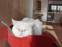 -猫腻·猫咖·撸猫馆(星光大道店)