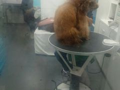 -萌兽医馆·宠物医院·猫骨科(创景店)