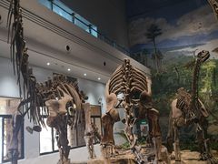 -自贡恐龙博物馆
