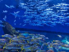-海合安武汉极地海洋公园
