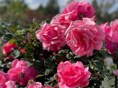 -崇圣寺三塔文化旅游区