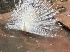 -海南热带野生动植物园