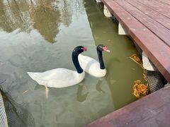 -宁波杭州湾国家湿地公园