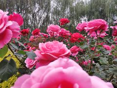 -洛阳市隋唐城遗址植物园