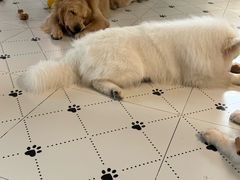-毛绒耶耶撸宠馆·猫咖·狗咖·荷兰猪咖