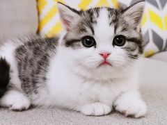 -momokira米努特·德文卷毛猫·棉花面纱犬