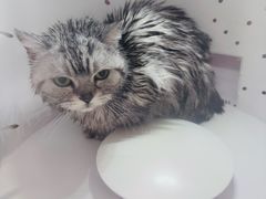 -喵百万·布偶·蓝金金渐层英短·猫舍(百子湾店)