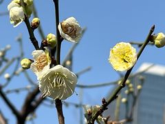 -新虹桥中心花园