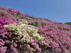 -深圳仙湖植物园