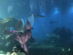 -海棠湾洲际-涛·海底餐厅·美人鱼·自助餐·海底隧道