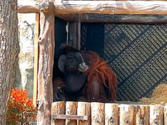-上海野生动物园