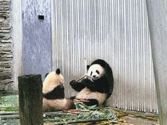 -卧龙中华大熊猫苑神树坪基地