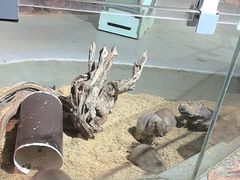 -正佳雨林生态植物园