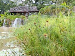 -中国科学院西双版纳热带植物园
