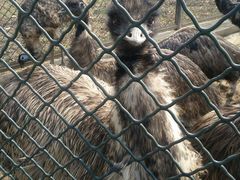 -宿豫区运河湾森林动物园