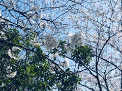 -高东镇樱花园