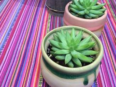 -香巴拉云南餐厅(华莱坞店)