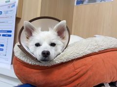-谐和益家动物医院·免疫绝育·血液透析·宠保定点医院(高新伊藤分院)