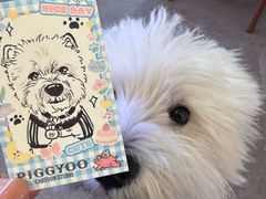 -PIGGYOO人生四格漫画店(朝外店)