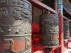 -塔尔寺-菩提树