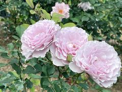 -人民公园(罗湖区)