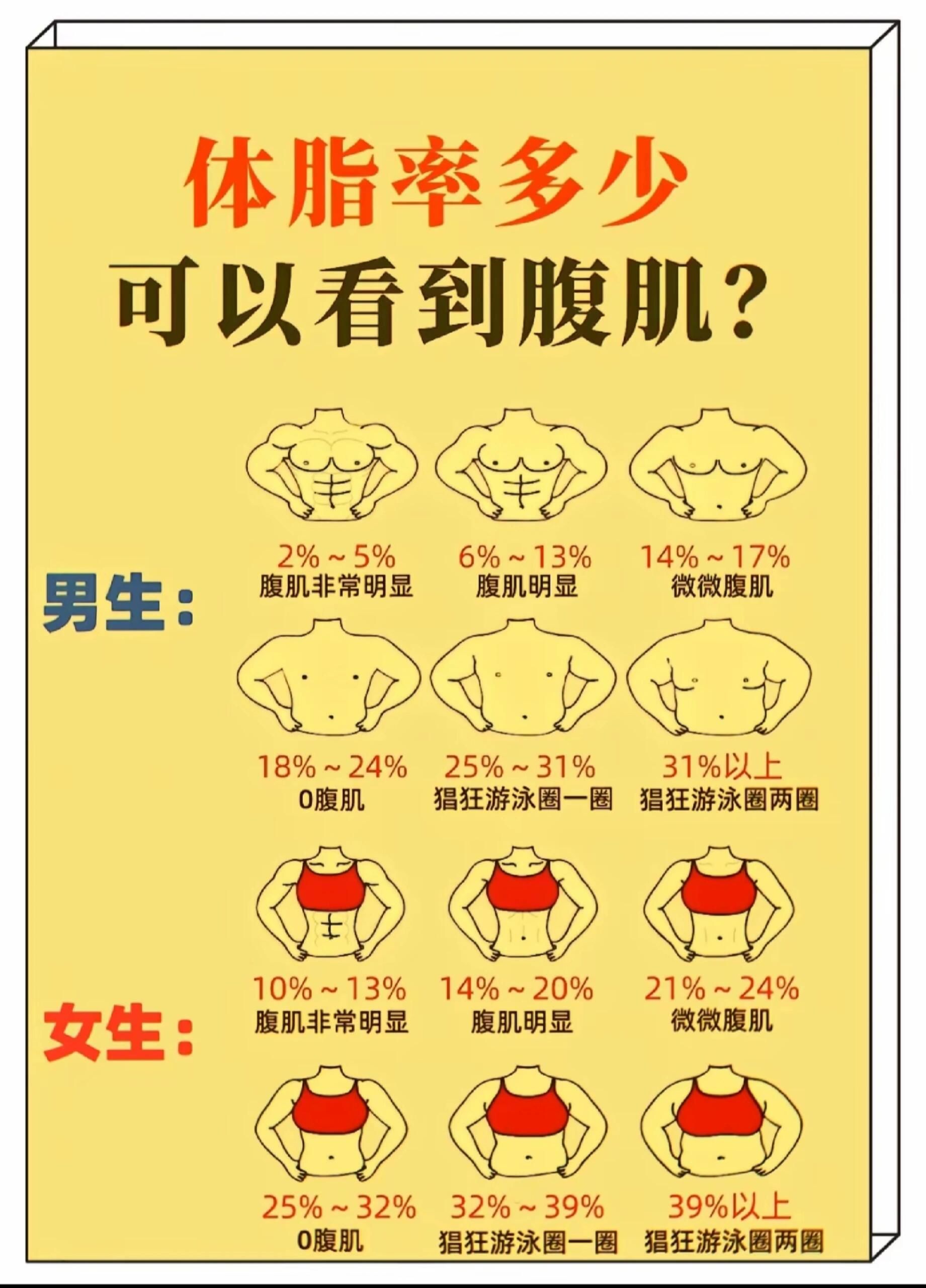 体脂率多少可以看到腹肌