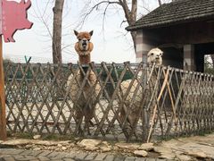 -太阳岛度假酒店