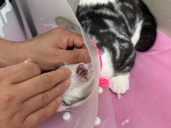 -北京观赏动物医院·24小时大型综合·猫专科·异宠专科