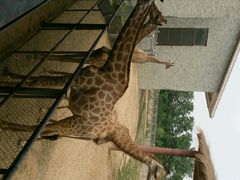 android_upload_pic-石家庄市动物园