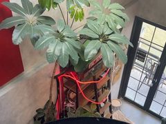 -nodcafe(M50创意园店)