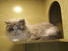 -猫十亿·布偶金渐层·曼基康矮脚猫舍(青年路店)
