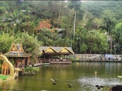 -西双版纳原始森林公园