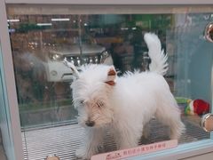 -FAELING PETS美天灵宠物(合生汇店)