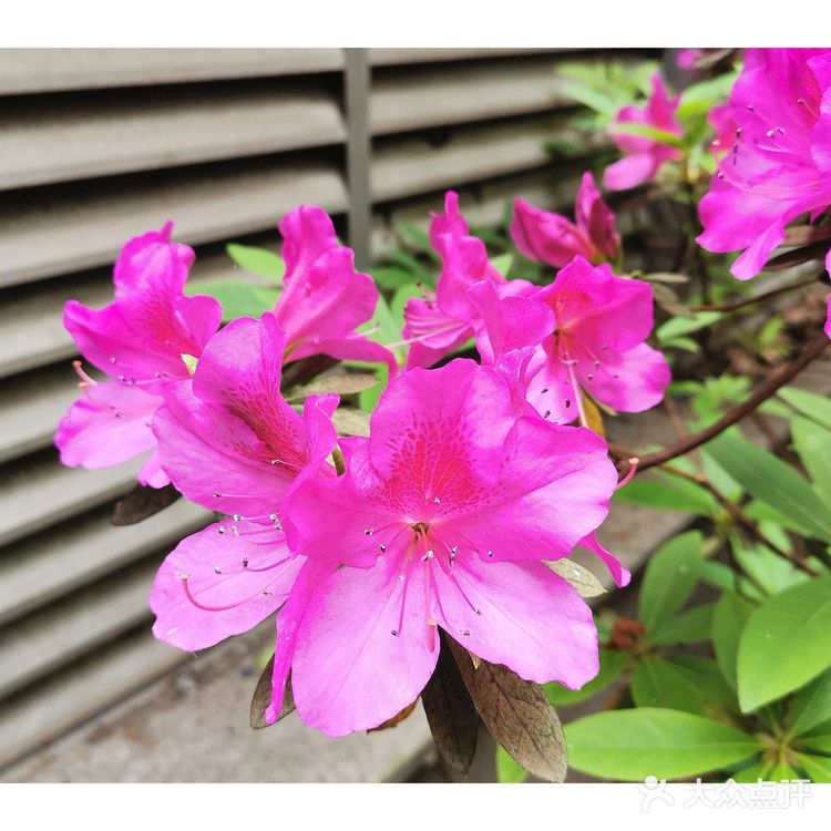 金陵花事||大行宫市民广场.杜鹃花