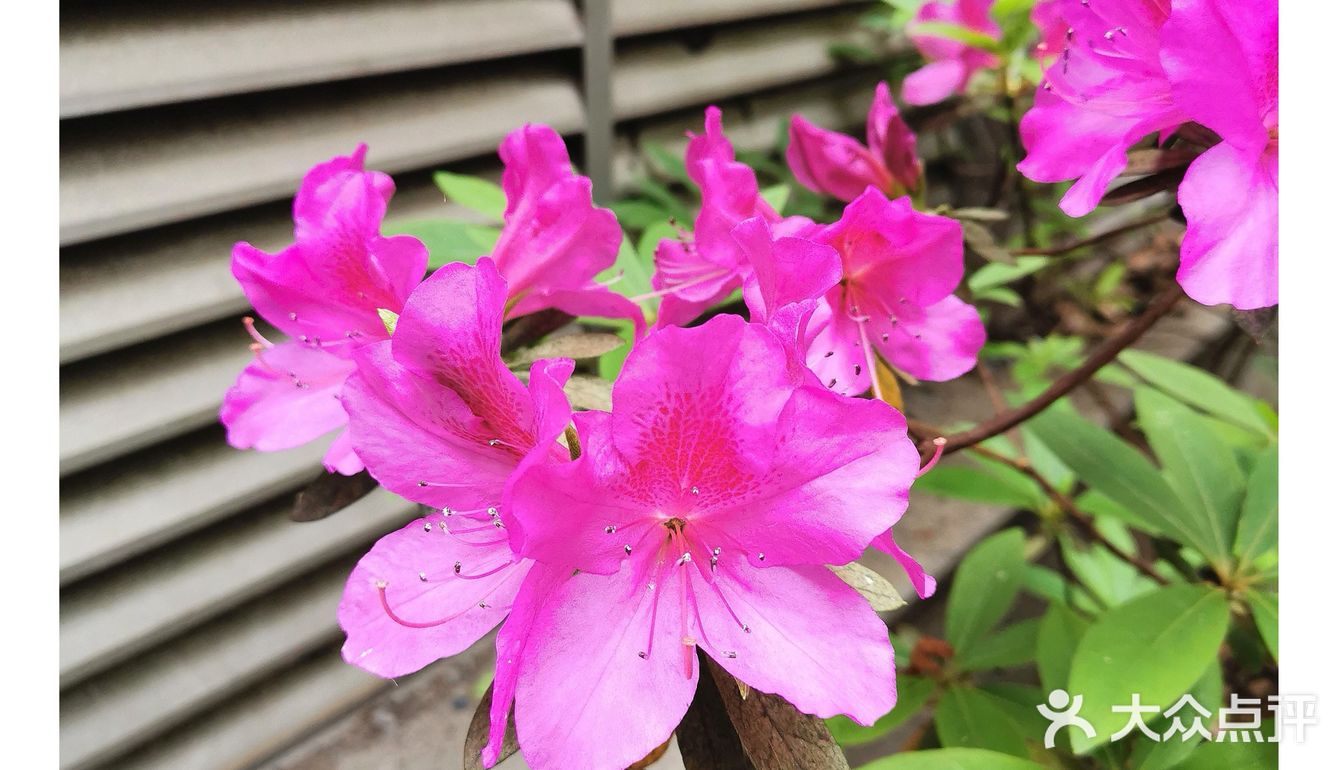 金陵花事||大行宫市民广场.杜鹃花