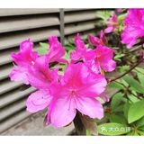 金陵花事||大行宫市民广场.杜鹃花