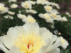 -洛阳市牡丹公园
