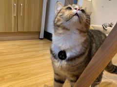 -啵啵喵·猫咖(攀华国际店)