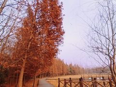 -溱湖国家湿地公园