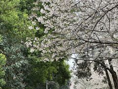 -武汉大学-樱园