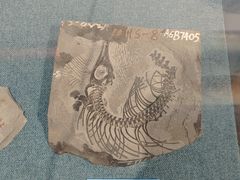 -中国地质博物馆