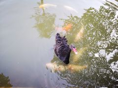 -茵特拉根酒店·西餐厅