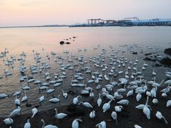 -烟墩角天鹅湖
