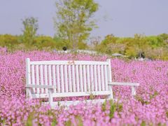 -花开海上生态园
